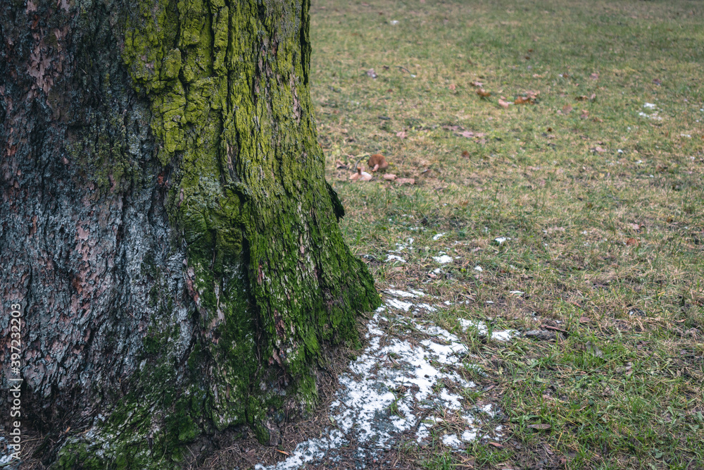 moss green on the bark of a tree on the north side texture moss green on the bark of a tree on the north side texture