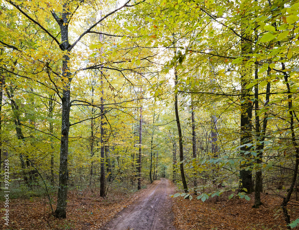 Fototapeta premium red road from leaves in yellow autumn forest