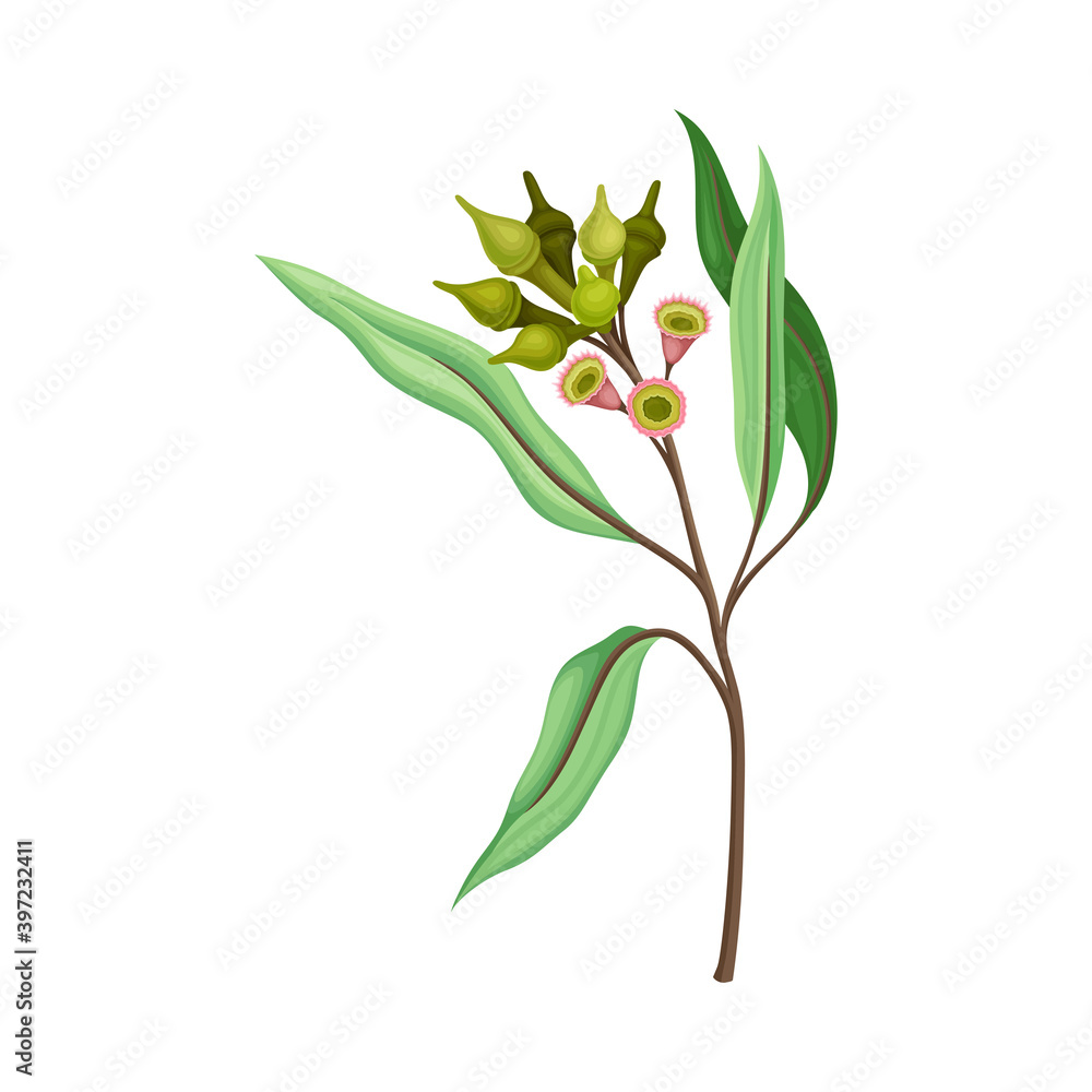 Eucalyptus Flower Twig with Woody Fruits or Cone-shaped Capsules Vector Illustration