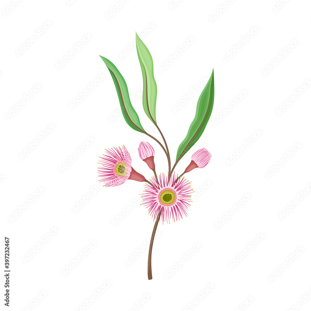 Eucalyptus Flowering Tree Branch with Narrow Waxy Leaves and Pink Bud with Fluffy Stamens Vector Illustration