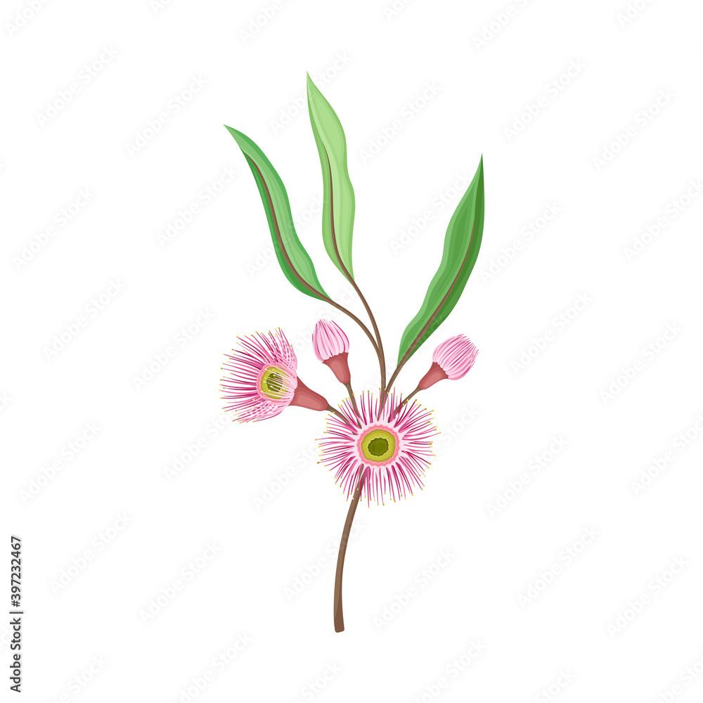 Eucalyptus Flowering Tree Branch with Narrow Waxy Leaves and Pink Bud with Fluffy Stamens Vector Illustration Eucalyptus Flowering Tree Branch with Narrow Waxy Leaves and Pink Bud with Fluffy Stamens Vector Illustration