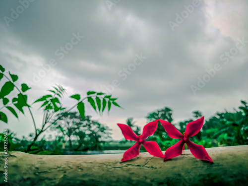 Flower with cloudy sky