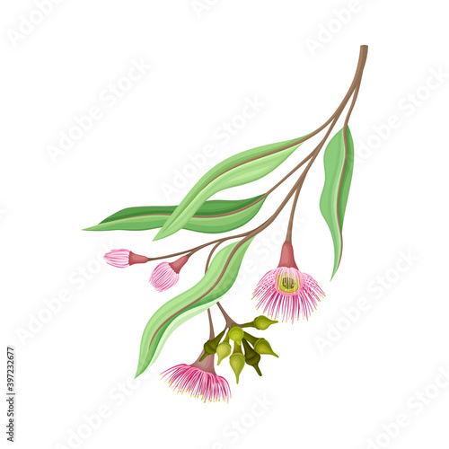 Eucalyptus Flower Twig with Woody Fruits or Cone-shaped Capsules Vector Illustration
