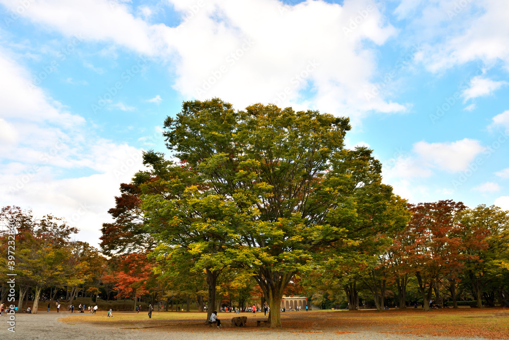 秋の景色が色濃くなった茅ヶ崎中央公園