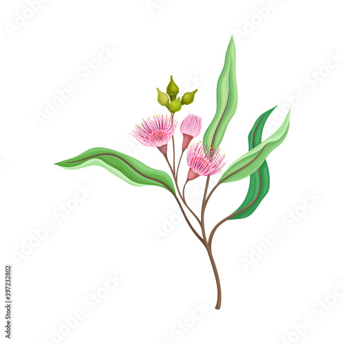 Branch of Eucalyptus Plant with Woody Fruits or Cone-shaped Capsules Vector Illustration