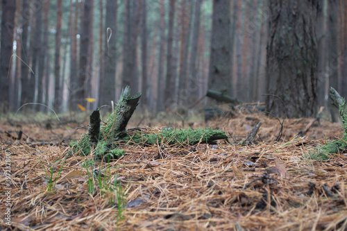 bird in the woods