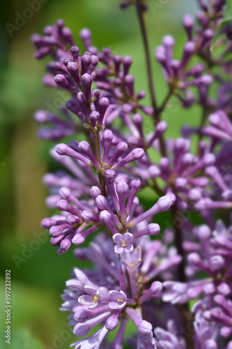 Lilac Minuet