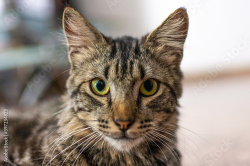 Close-up portrait of a stray cat © carlesmayet