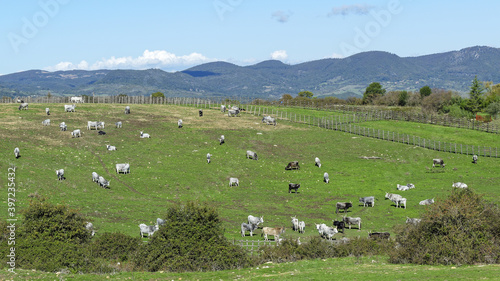 Troupeau de bovins dans une pâture par une journée d'hiver ensoleillée en Italie, région Lazio.