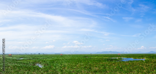 Green meadow and blue sky background. Khao Sam Roi Yot  Prachuap Khiri Khan  Thailand  Asia