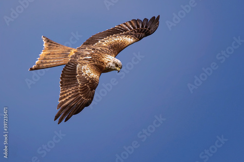 kite in flight,Red kite, Milvus milvus, bird of prey