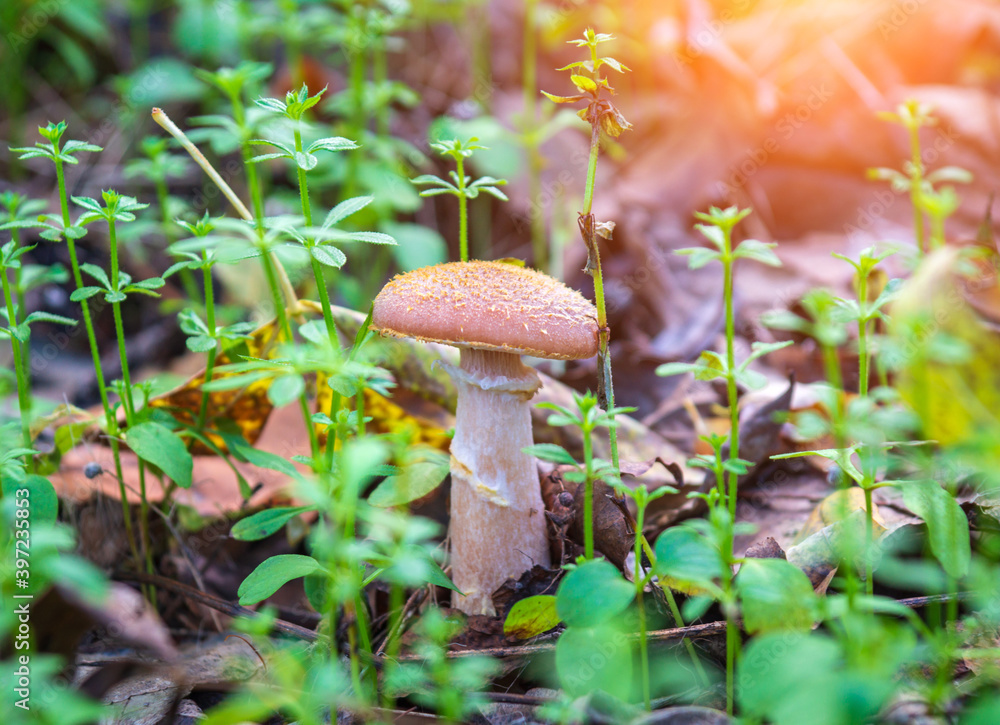One mushroom honey fungus in meadow in the autumn forest among fallen leaves and green grass One mushroom honey fungus in meadow in the autumn forest among fallen leaves and green grass