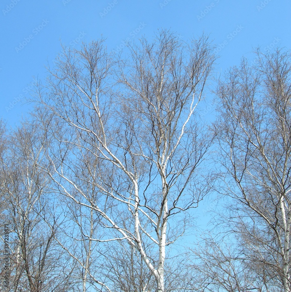 Trees with white bark, no leaves, photographed against a blue sky Trees with white bark, no leaves, photographed against a blue sky