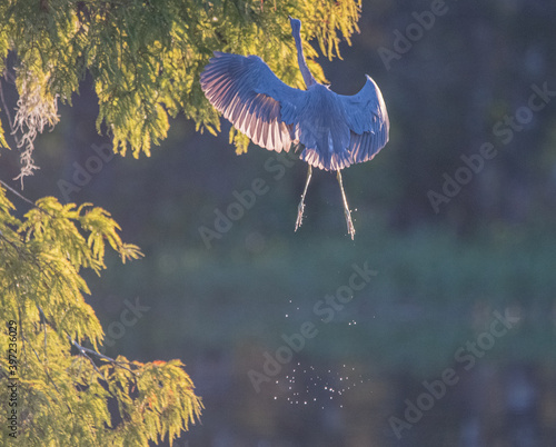 tri colored heron photo