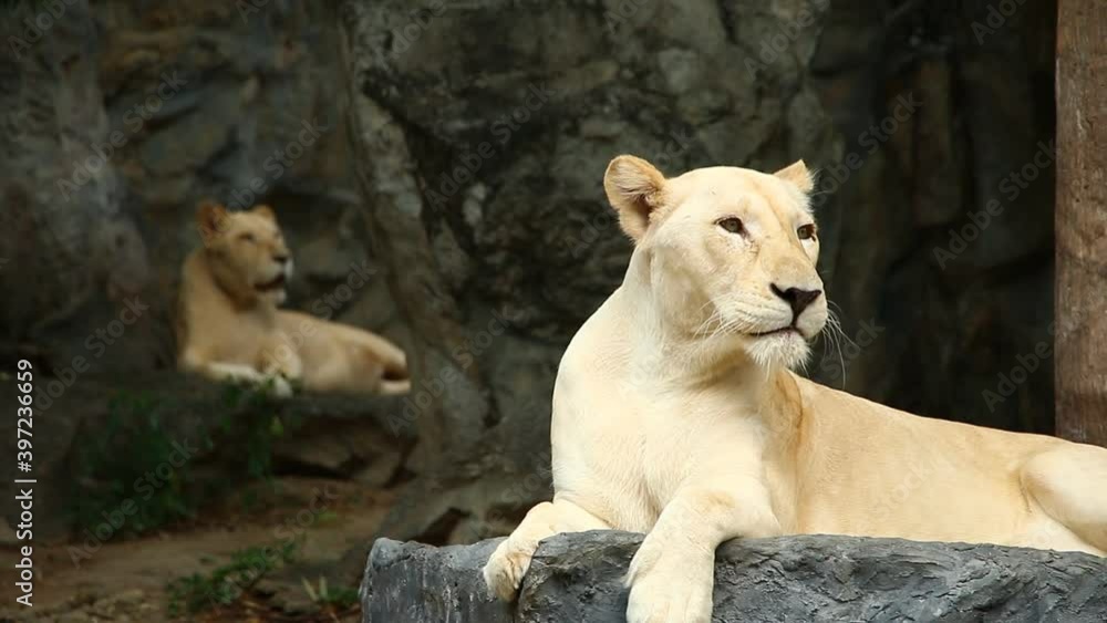 white lion lay down in Chiangmai Thailand white lion lay down in Chiangmai Thailand