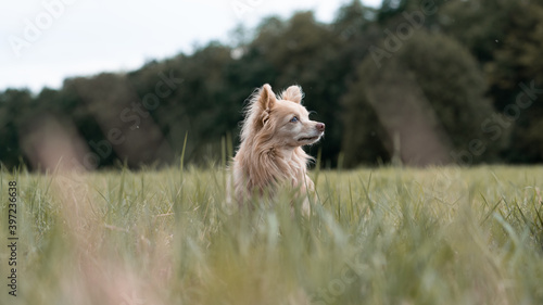 dog in the field