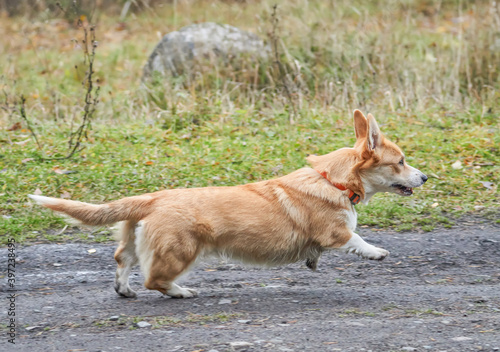 beautiful corgi running in the forest