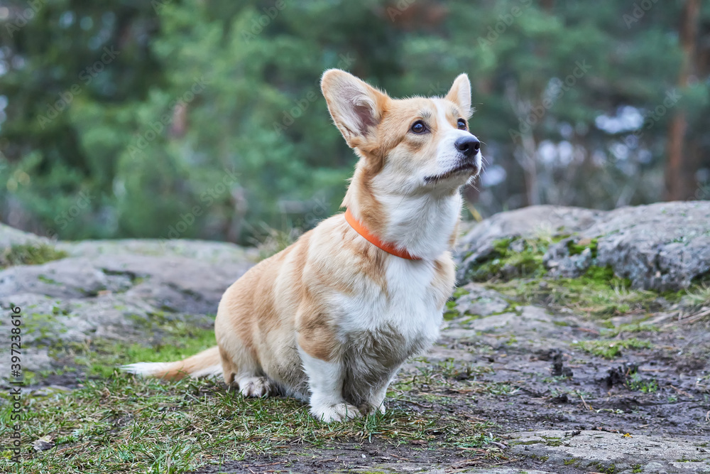 beautiful corgi in the forest beautiful corgi in the forest
