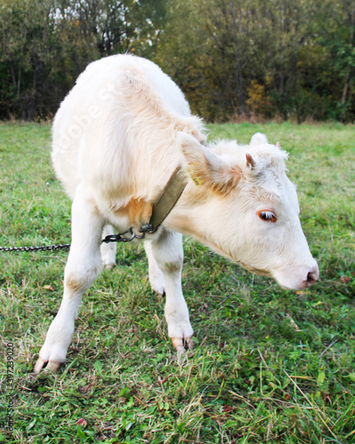 White breeding calf on a green meadow. A shot of a white breeding bull on a green meadow. Close-up of the calf's head, showing large eyes and eyelashes.