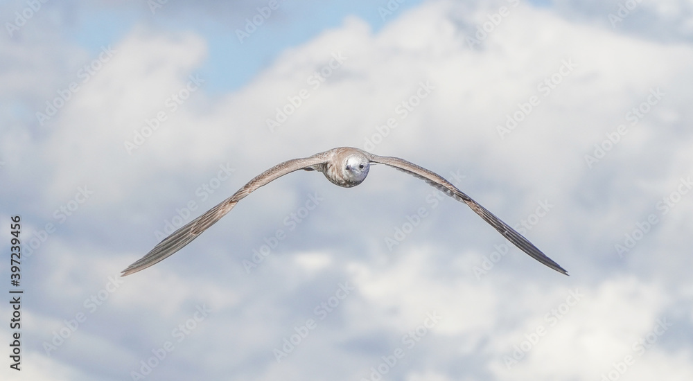 beautiful seagull in flight. Summer beautiful seagull in flight. Summer