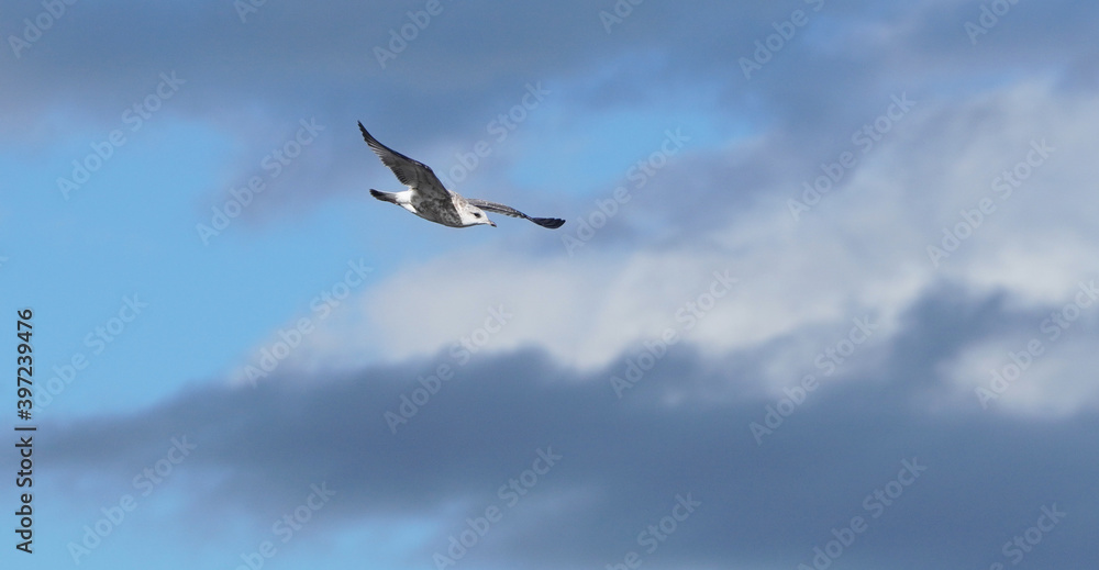 Obraz premium beautiful seagull in flight. Summer