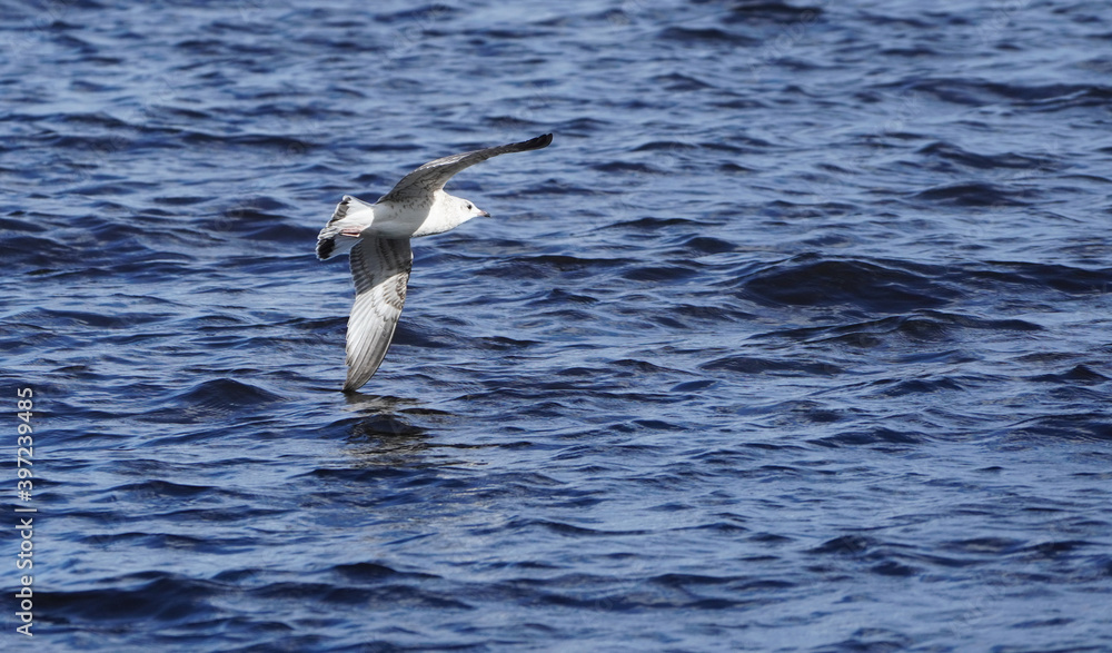 beautiful seagull in flight. Summer beautiful seagull in flight. Summer