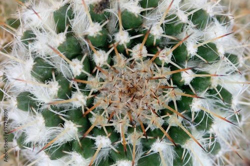 A closeup view of a green and white cactus