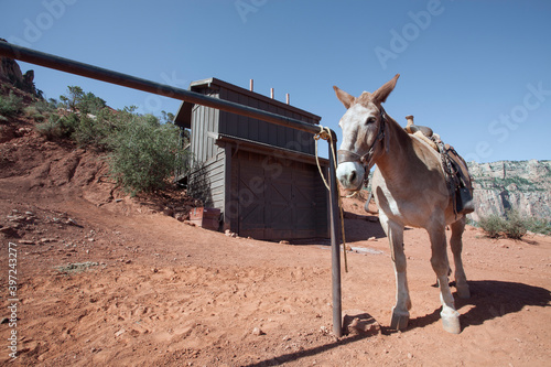 View of the nice horse/mule in grand canyon environment