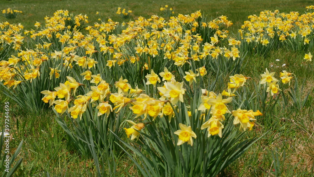 Obraz premium Wilde Narzissen (Sternenblumen) in Gaugenwald, Gemeinde Neuweiler, Nordschwarzwald