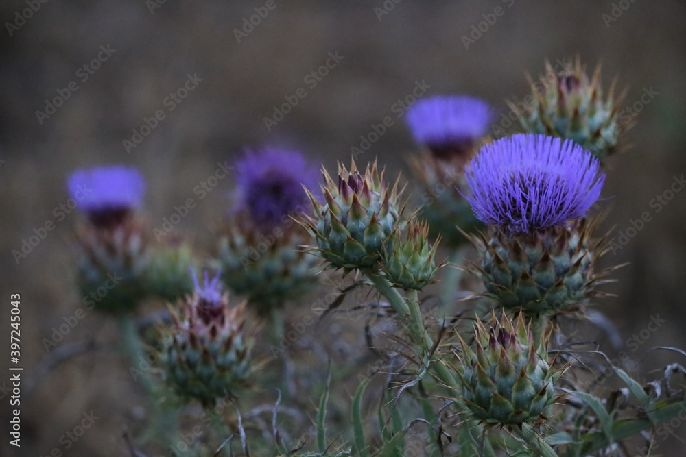 FLOR DE CARDO FLOR DE CARDO
