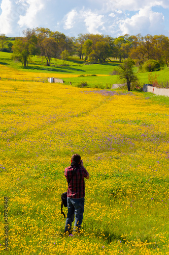 Buyukcekmece Mimar Sinan Bridge and its surrounding flower fields. photo