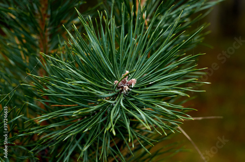 Photo of pine needle tree branch