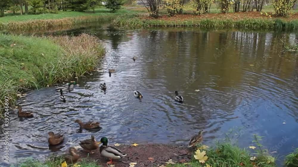 ducks swim in the pond of the autumn Park ducks swim in the pond of the autumn Park