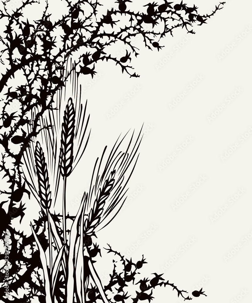 Fototapeta premium A Bible parable. The grain fell into the thorns. Vector drawing