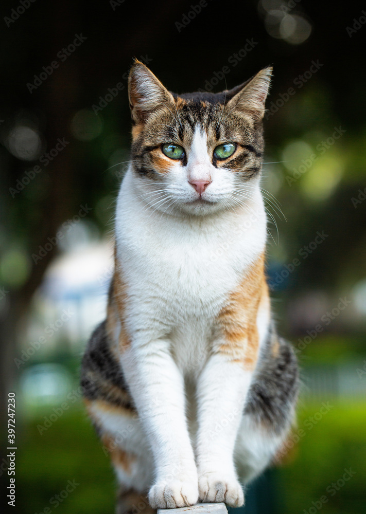 Stray cat outdoors nature portrait