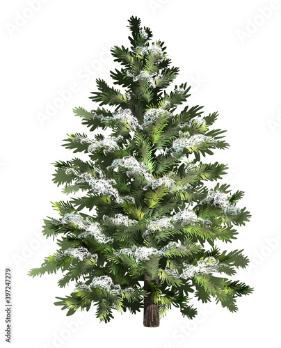 Green spruce with snow. Christmas tree with frost. Realistic pine tree.