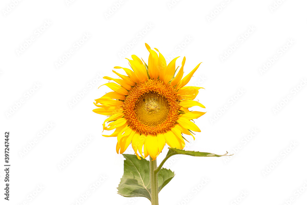 Obraz premium Yellow sunflower with leaf isolated on white background.