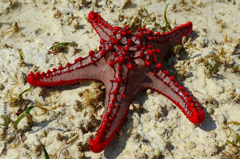 Starfish in the Indian Ocean, Palumboreef Beach Resort, Uroa, Zanzibar, Tanzania Starfish in the Indian Ocean, Palumboreef Beach Resort, Uroa, Zanzibar, Tanzania