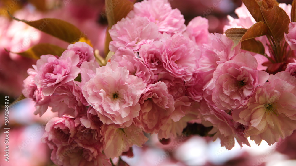 fruit trees blossom in Germany fruit trees blossom in Germany