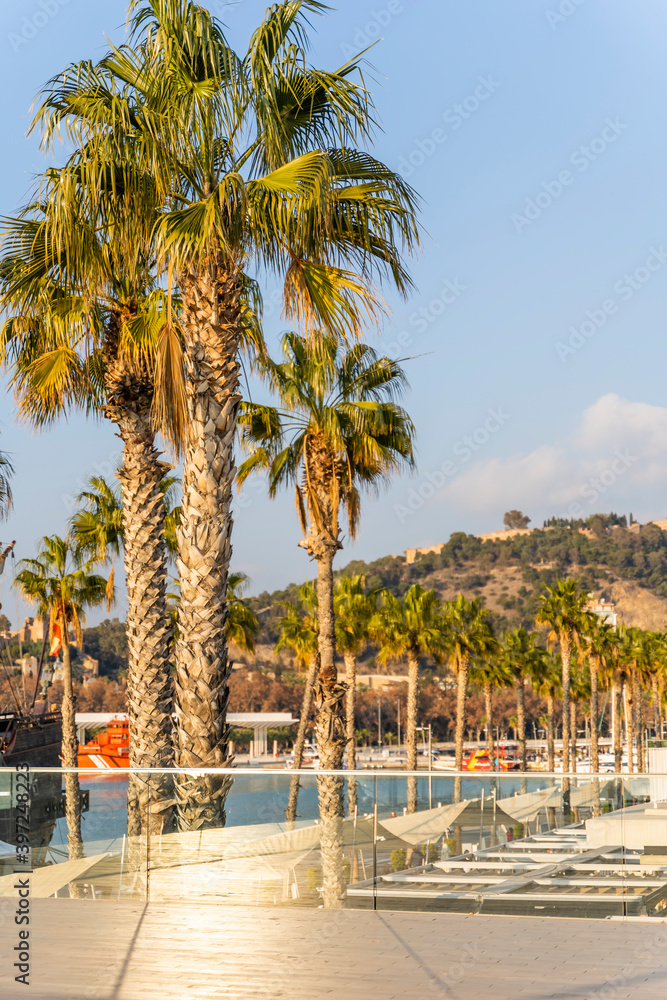 Vivid Palm Trees on the side of the Malaga Port, Alcazaba in Background, Sunny Summer Day