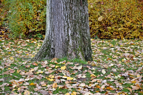 Large tree trunk in autumn time