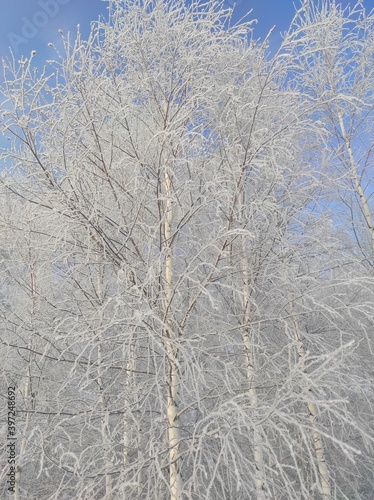 snow covered trees