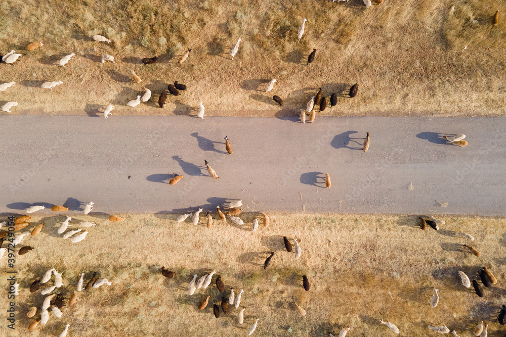 Obraz premium shooting from drone flying high over large herd of goats and ram grazing free-range on mown field after harvesting wheat, migrating and crossing road on countryside, top view.