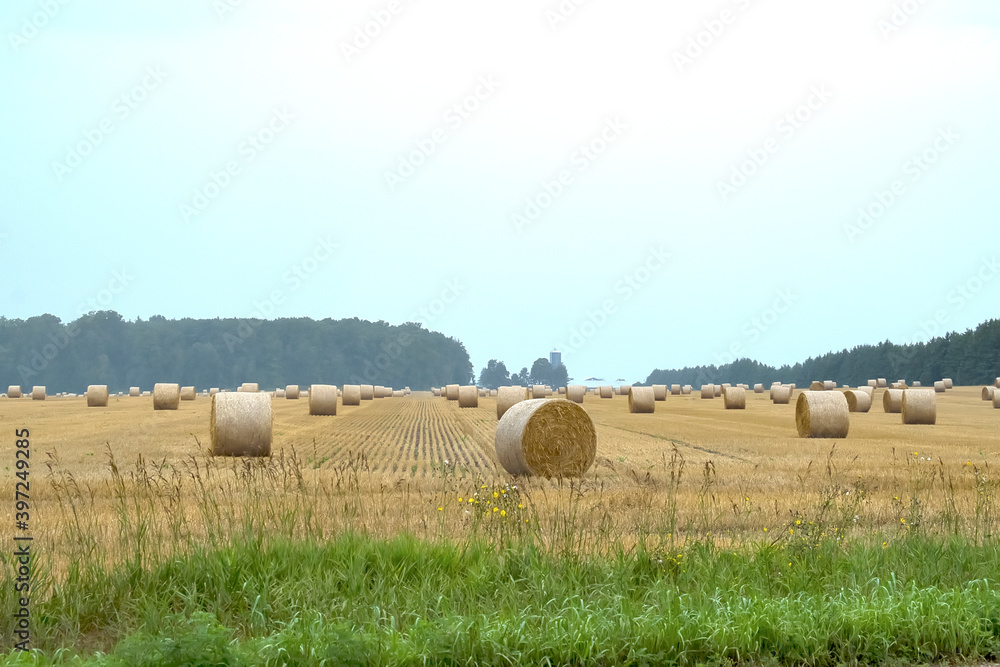 A summer field of hay bales
