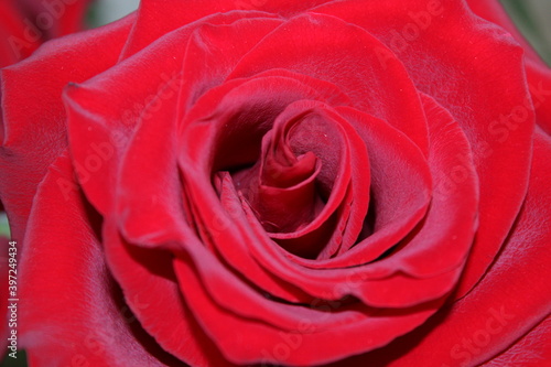 red rose closeup