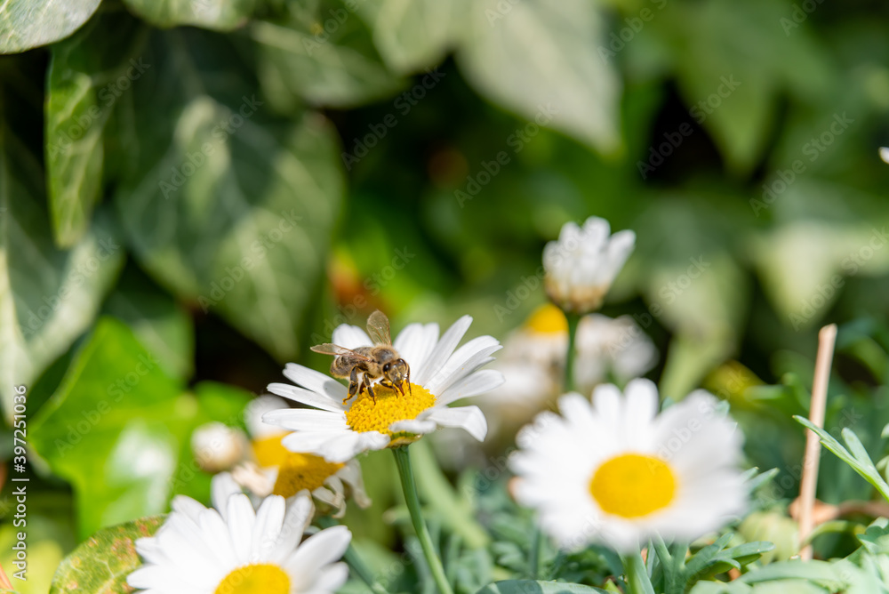 Fototapeta premium bee on daisy