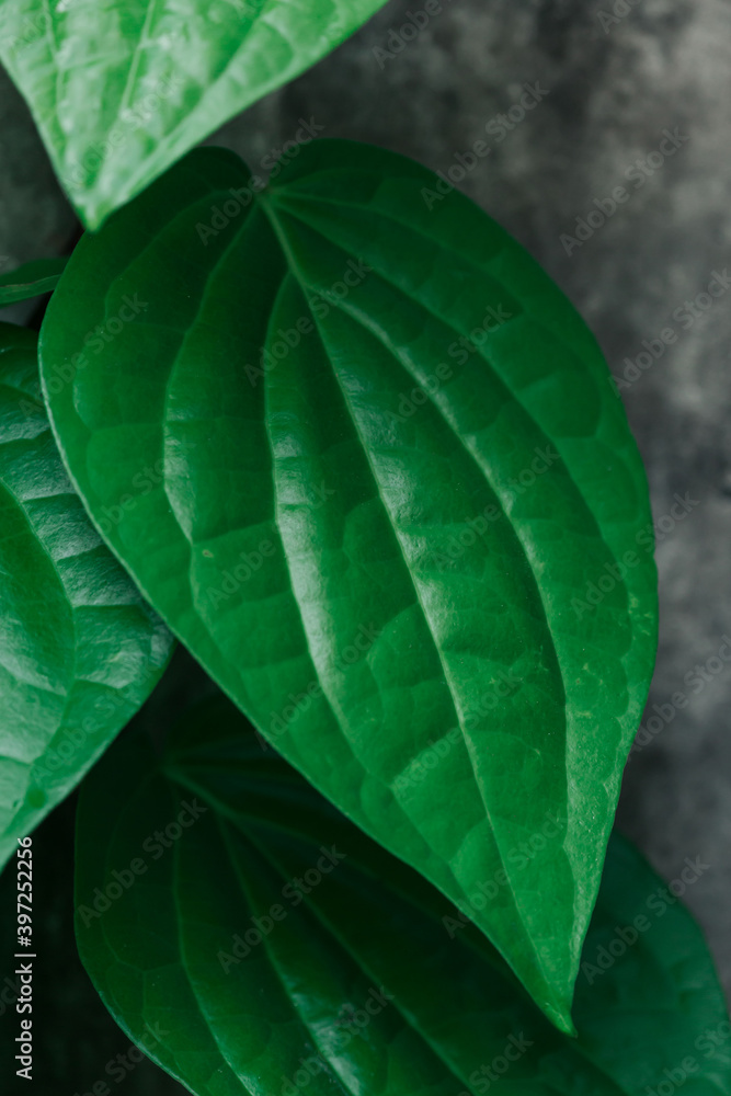 Naklejka premium betel (piper betle) heart of green leaves