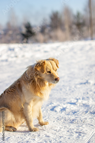 A beautiful dog sits in the snow in winter and watches