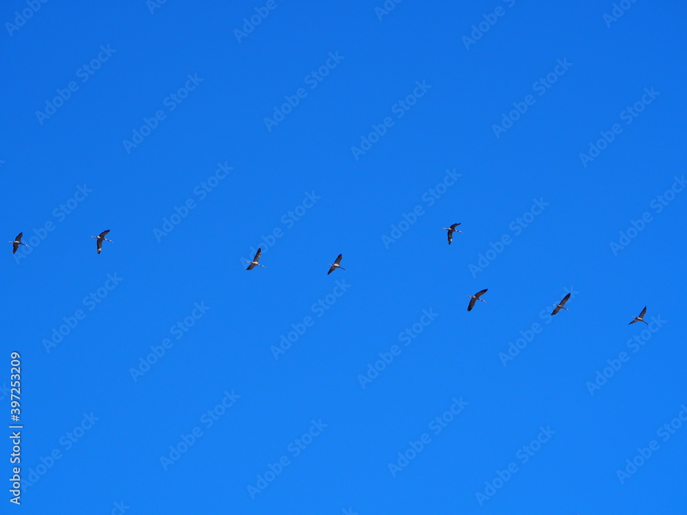 cigüeñas de color blanco y negro volando bajo el cielo azul, lerida, españa, europa