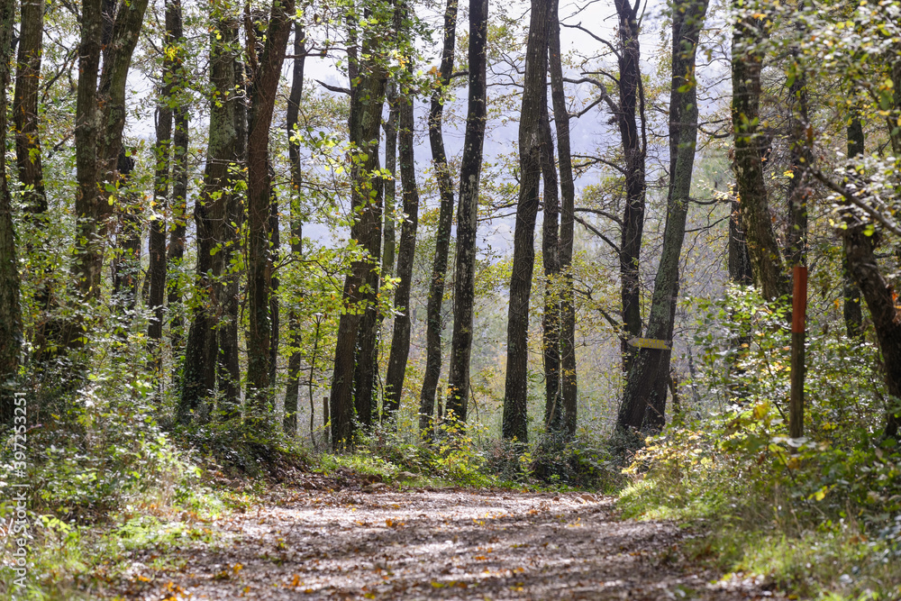 Chemin forestier par une belle journée ensoleillée d'automne en Italie Chemin forestier par une belle journée ensoleillée d'automne en Italie